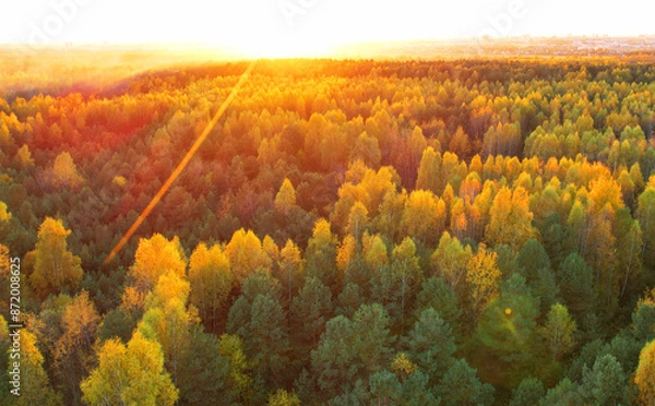 Fototapeta Autumn landscape in forest, backgound, texture. Forest in golden colors in autumn. Forest top view. Yellow leaves of trees and pines in a wild forest, aerial view. Fir trees in orange background. .
