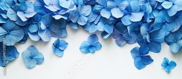 Fototapeta A flat lay image featuring blue hydrangea petals on a white background, with copy space image.