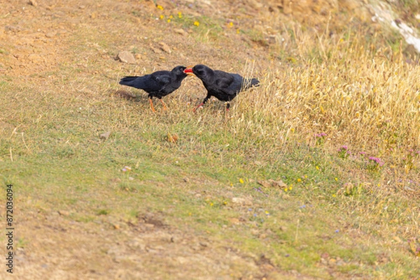 Obraz Feeding Chough