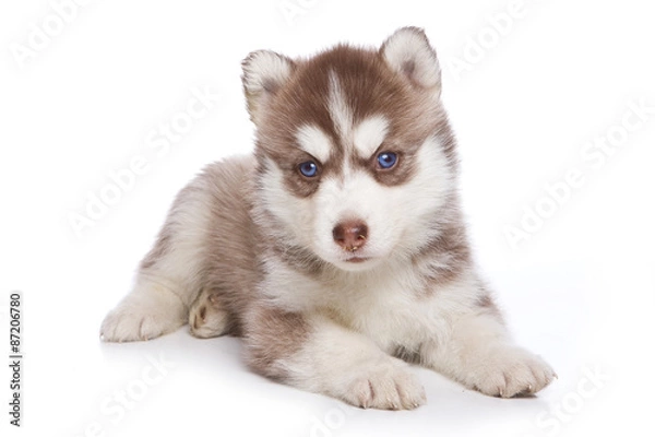 Fototapeta Husky puppy lying and looking at the camera (isolated on white)
