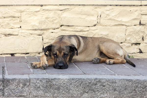 Fototapeta A dog looking into the camera with sad big eyes