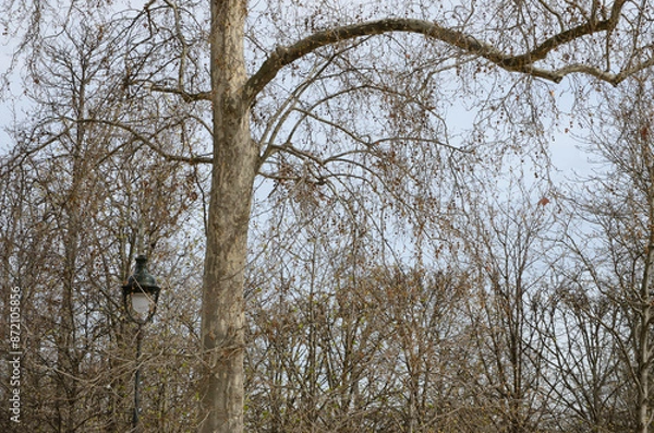 Fototapeta Trees and lamp in Paris