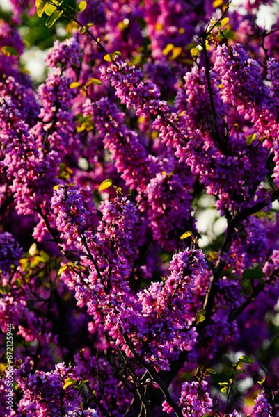 Obraz Macro shot of  pink flowers in the garden, Tbilisi, Georgia