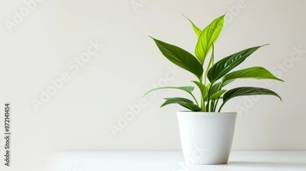 Fototapeta Green plant in pot under light on white background