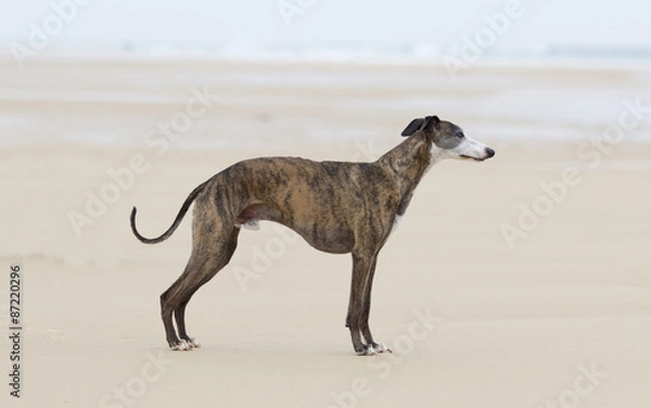 Obraz Whippet