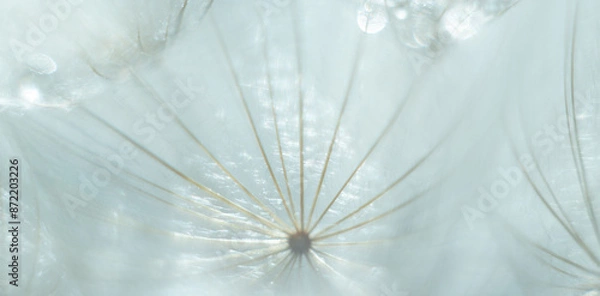 Fototapeta Abstract blurred nature background dandelion seeds parachute.