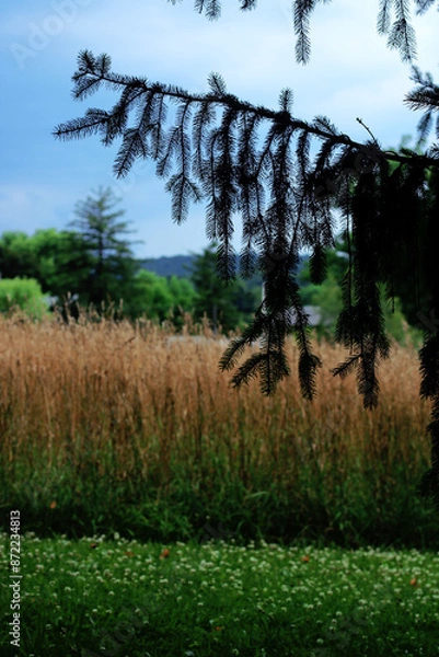Obraz trees in the woods
