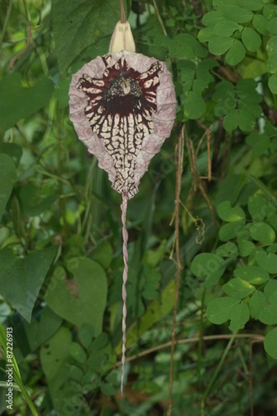 Fototapeta morpho bleu