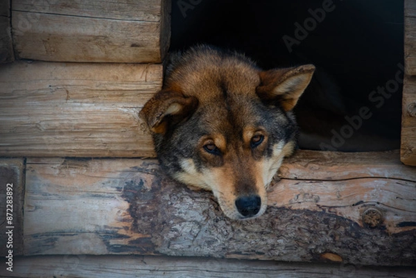 Obraz Husky Takes a Rest Between Runs