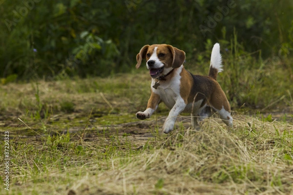 Fototapeta Running beagle dogs.