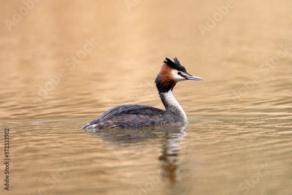 Obraz Great Crested Grebe