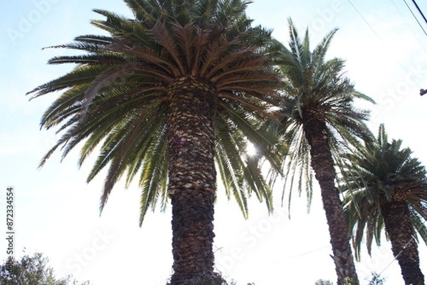 Fototapeta beautiful palm 