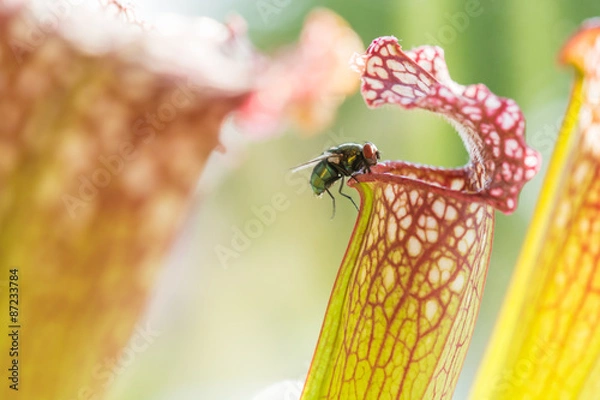 Obraz Fliege in der Schlauchpflanze