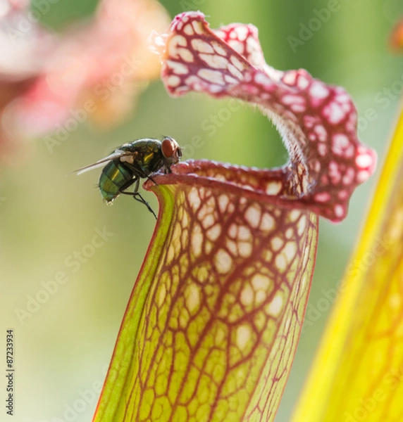 Obraz Fliege in der Schlauchpflanze