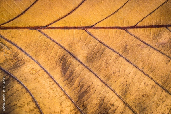 Obraz Closed up dried leaf