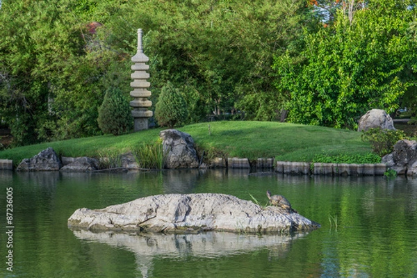 Obraz Turtle on the rock