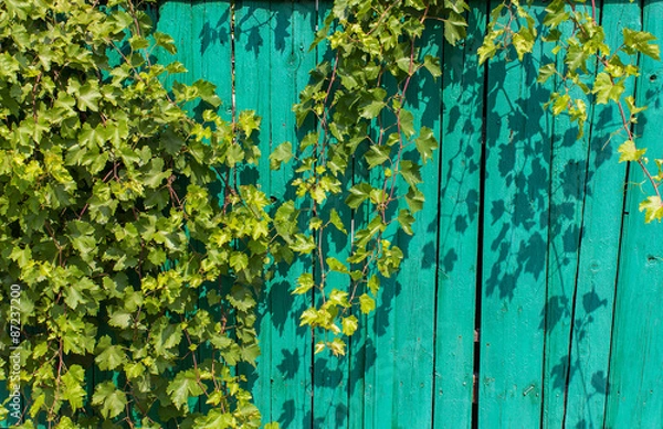 Fototapeta Vine on a background of an old fence