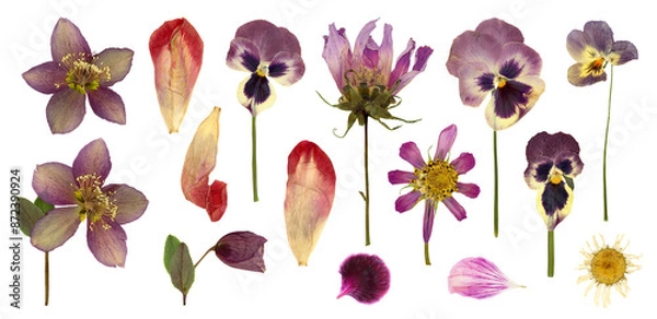 Fototapeta set / collection of pressed flowers and petals, hellebore, pansies, cosmea, violet, tulip petals and a daisy flower isolated over transparency, floral botanical herbarium design elements, PNG
