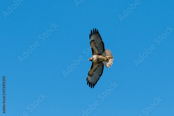 Fototapeta Red tail hawk flying high against a blue sky
