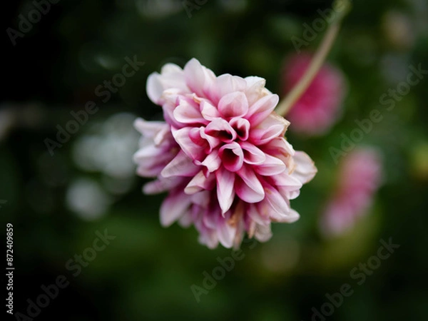 Fototapeta 初夏になるとダリアの花が開花する