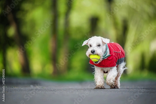 Fototapeta Miniature Schnauzer dog running with a ball in his teeth in the park