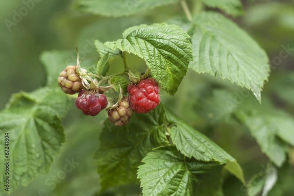 Obraz raspberry fruits