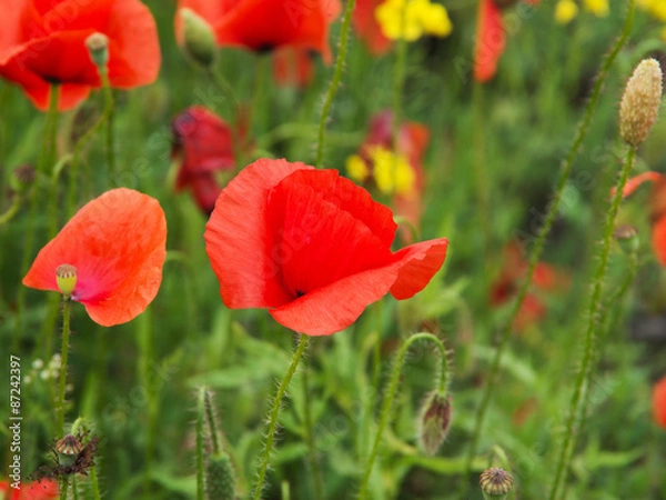 Obraz Poppy field