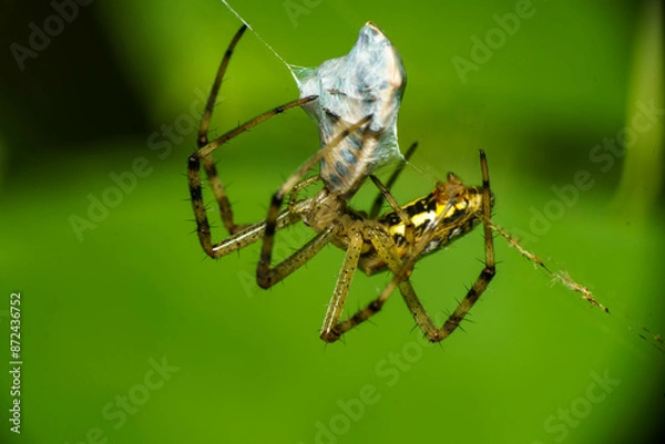 Fototapeta 獲物を捕らえた蜘蛛