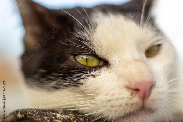 Obraz portrait of a black white cat
