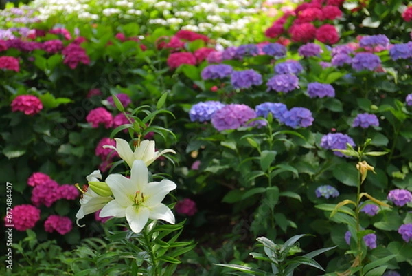 Obraz 百合と紫陽花