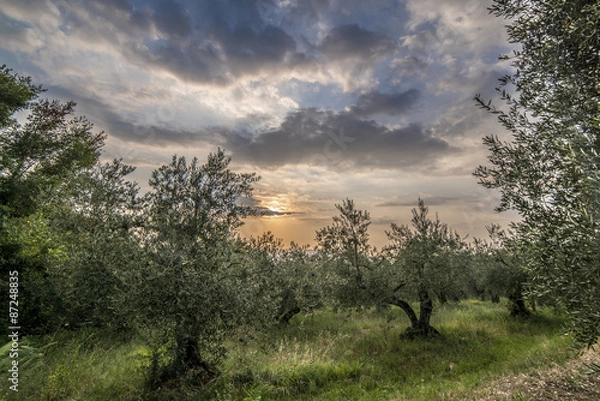 Obraz oliveto al tramonto