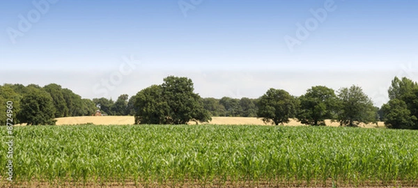 Fototapeta farmland