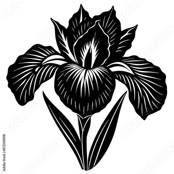 Obraz hyper realistic iris vector silhouette illustration