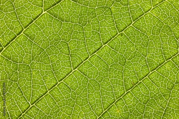 Fototapeta Leaf macro