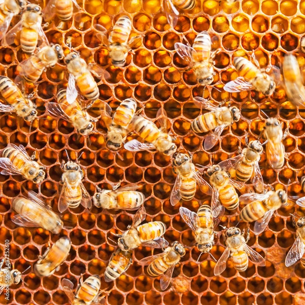 Obraz close up bee farm in box