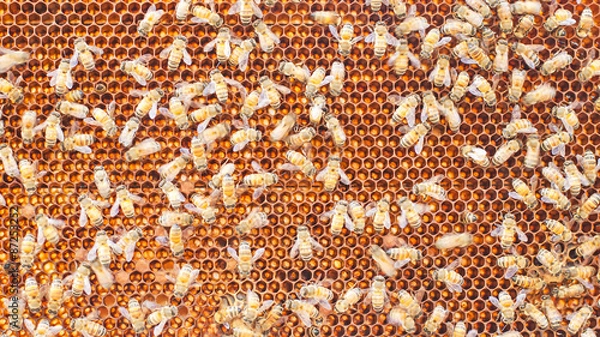 Obraz close up bee farm in box