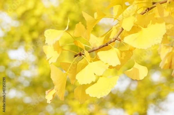 Fototapeta イチョウの葉の黄葉