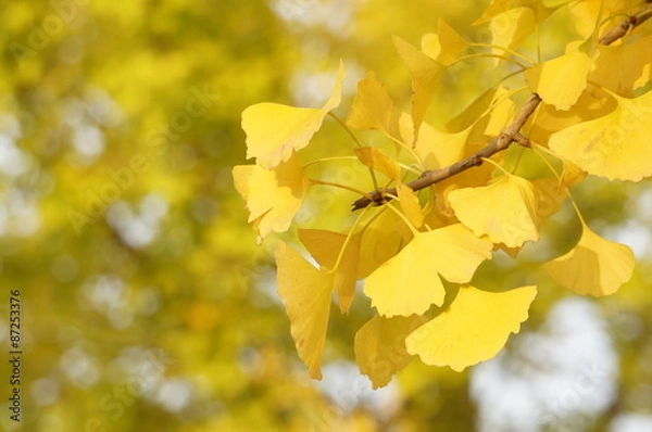 Fototapeta イチョウの葉の黄葉
