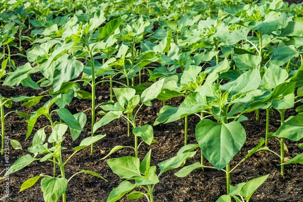 Obraz Plants growing in the plot
