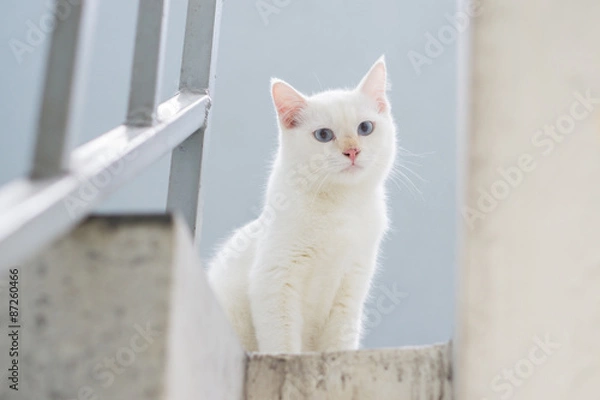 Obraz White cat staring from upstair