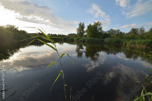 Fototapeta A graceful swan glides across a serene lake, surrounded by tall trees