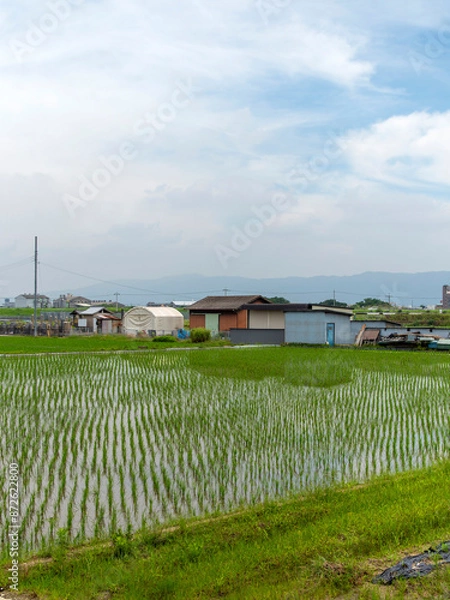 Fototapeta 大阪府松原市に転がる水田と畑の風景