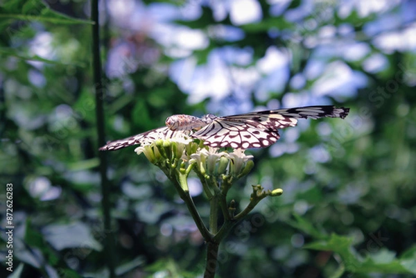 Obraz butterfly on a flower