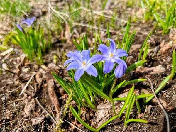 Obraz 春の花、チオノドクサ