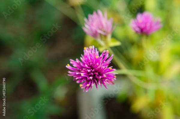 Obraz Beautiful flowers in the backyard