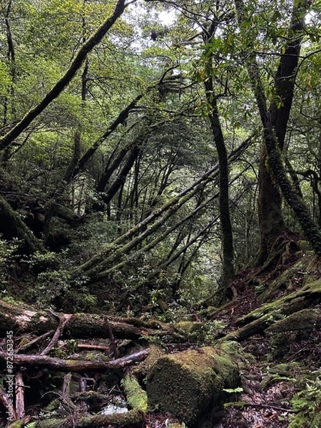 Fototapeta Yakusugi Land is a nature park populated by a number of yakusugi. The park is one of the most accessible places on Yakushima to see the ancient cedar trees.