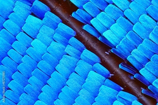 Fototapeta Extreme 10x magnification of Morpho Rhetenor Cacica butterfly wing