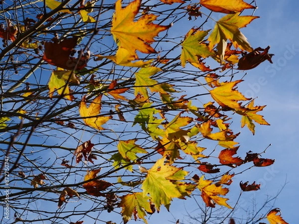 Fototapeta Last colourful autumn leaves still holding on tree branches lit by winter sun. Location: Ngaruawahia New Zealand