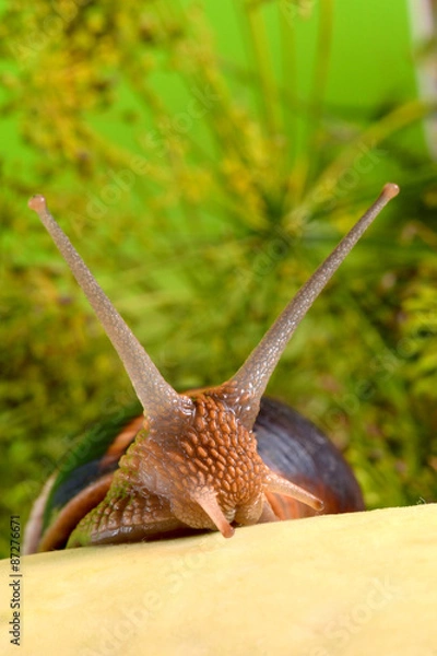 Fototapeta Портрет улитки на фоне растений