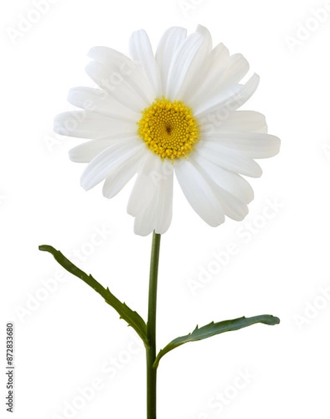 Fototapeta Pretty white daisy (Marguerite) with stem and leaves isolated on white background, including clipping path.